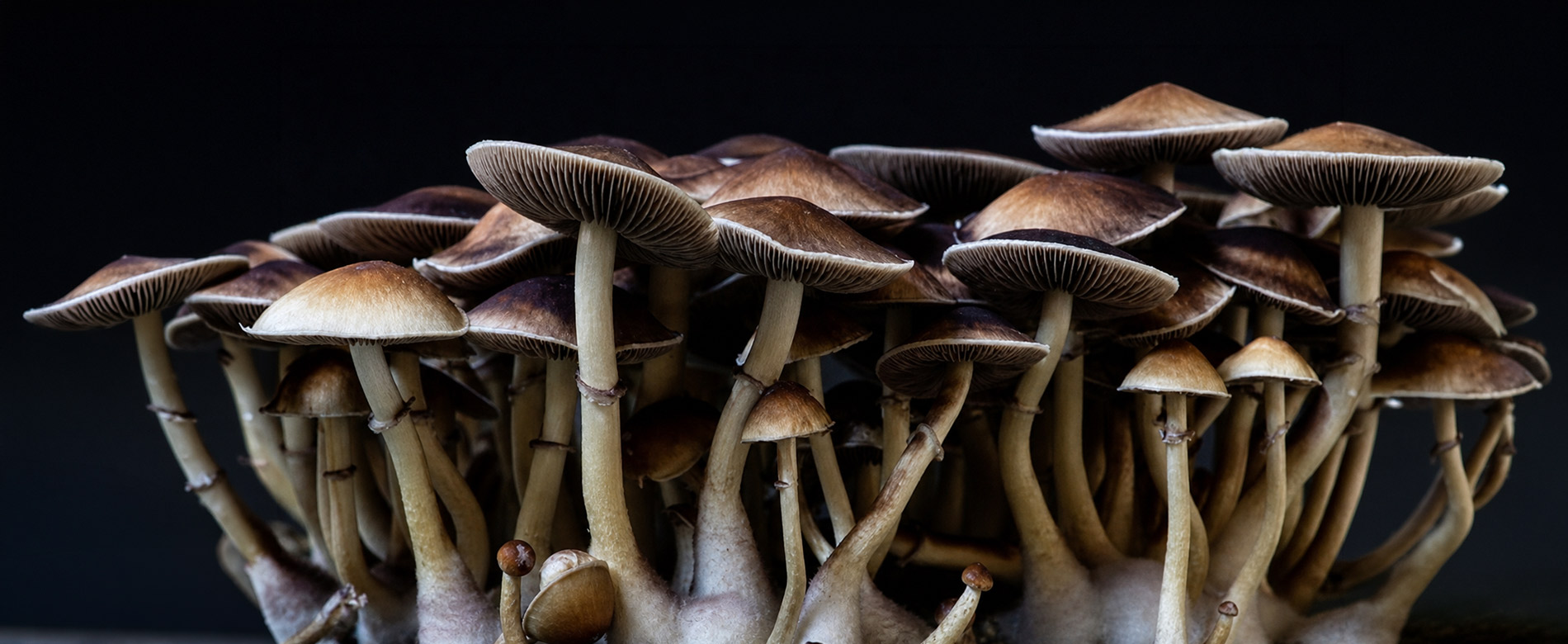 category-shrooms-banner-wgtg-0-1