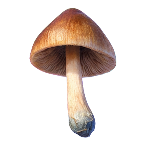 shroom-thumb